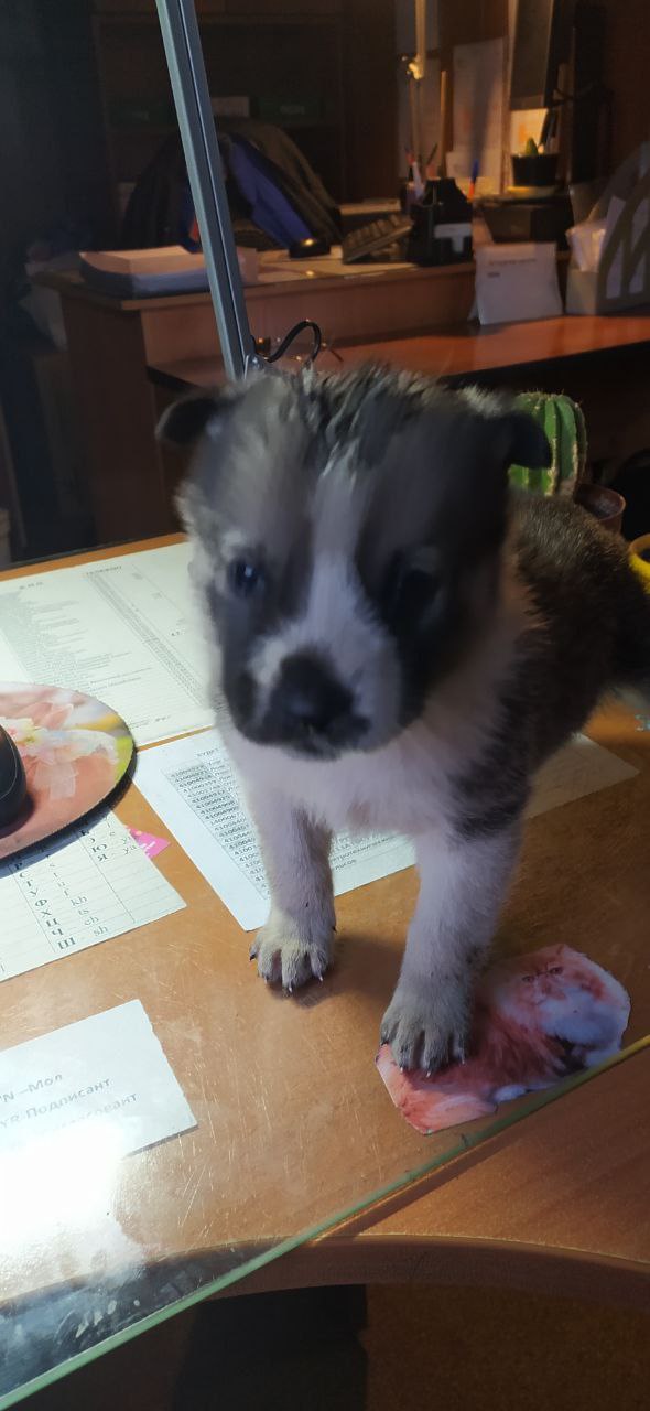 Ищем дом щенку - Животные в Братск