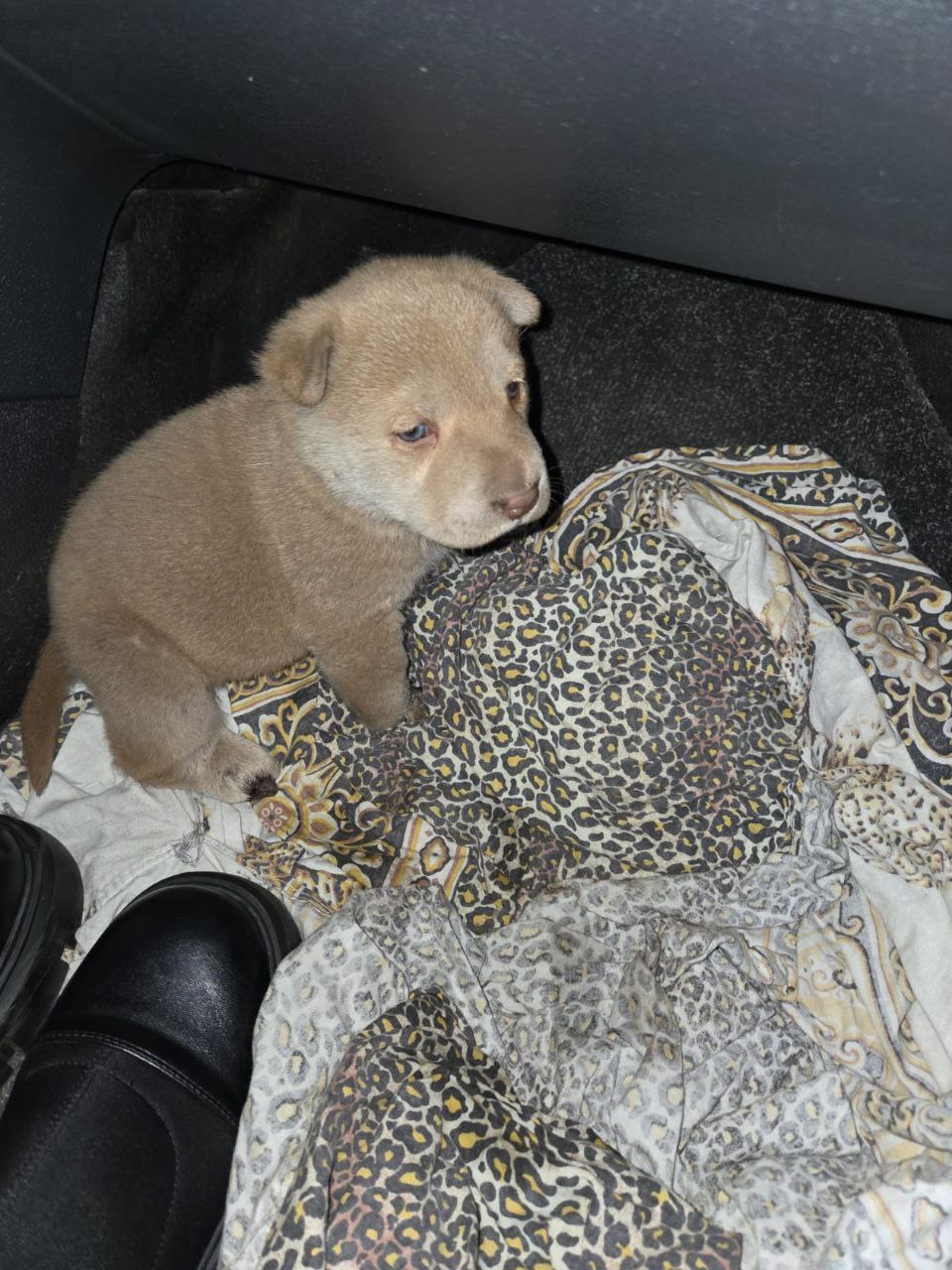 Щенок шарпея ищет дом - Животные в Братск