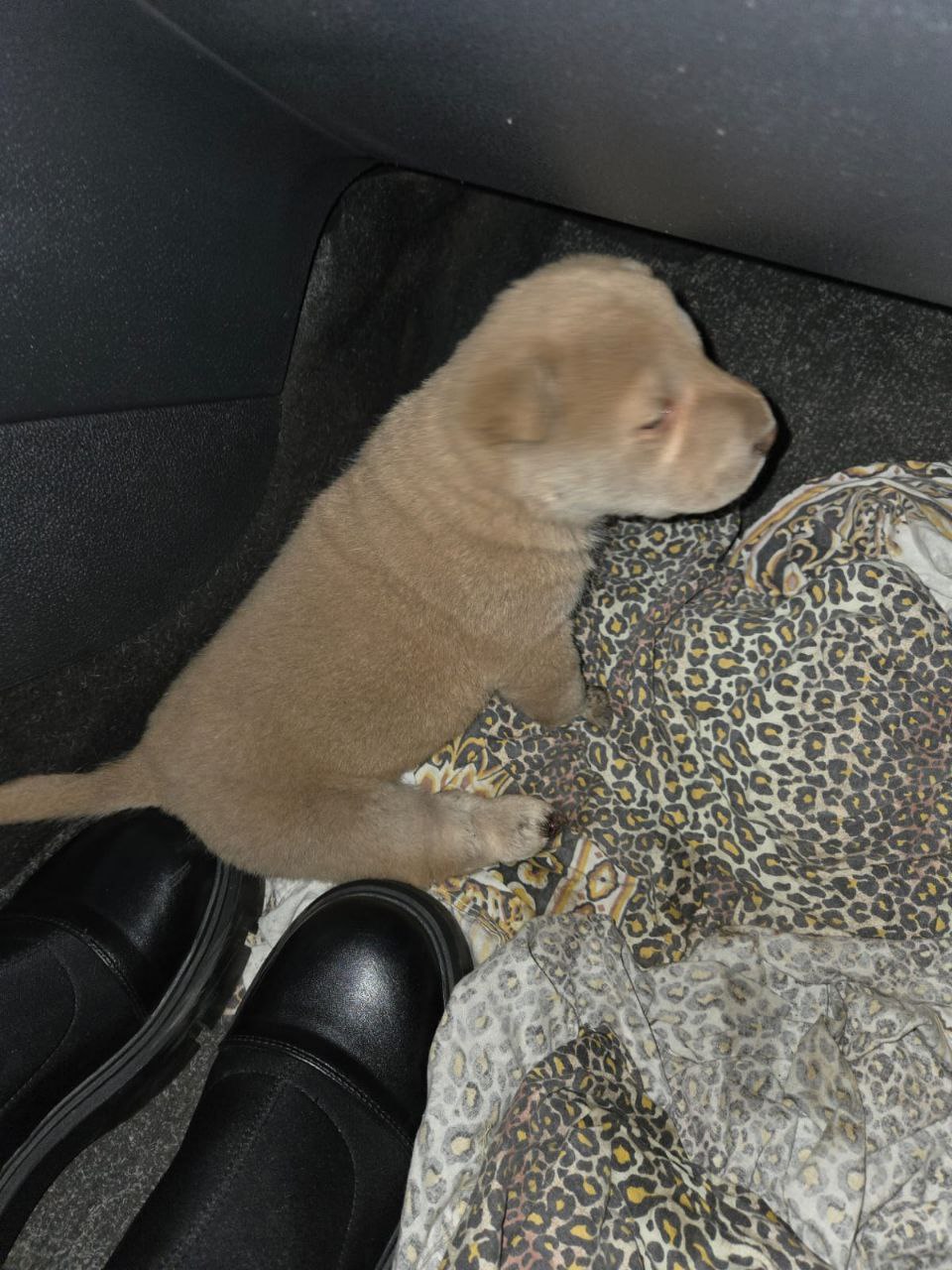 Щенок шарпея ищет дом - Животные в Братск - фото 3