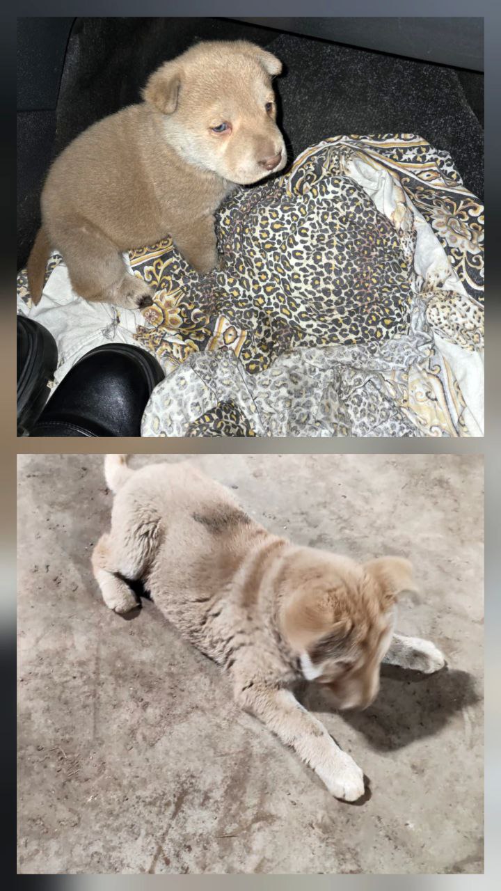 Щенок шарпея ищет дом - Животные в Братск - фото 4