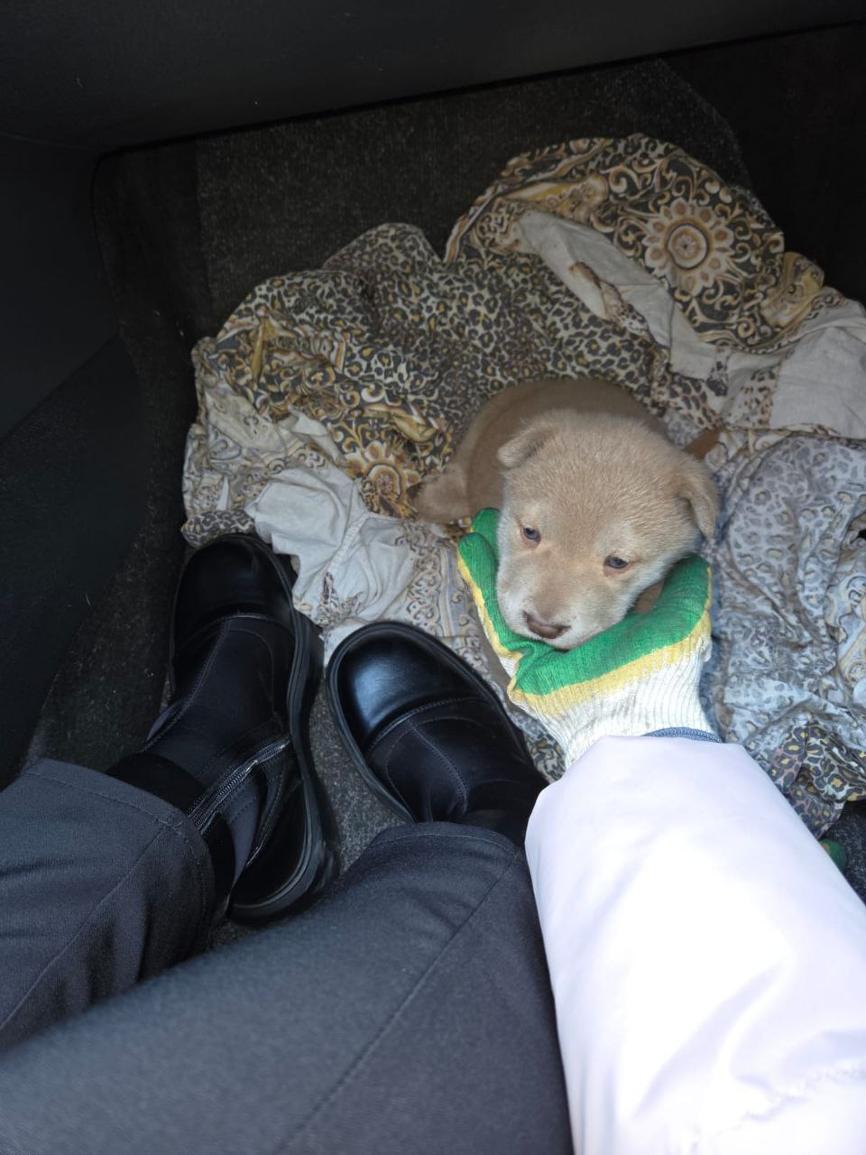 Щенок шарпея ищет дом - Животные в Братск - фото 5