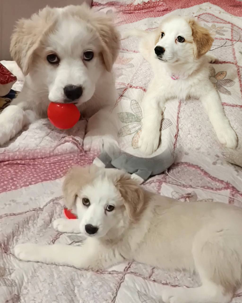 Отдам в добрые руки девочку 3 месяца - Животные в Тюмень