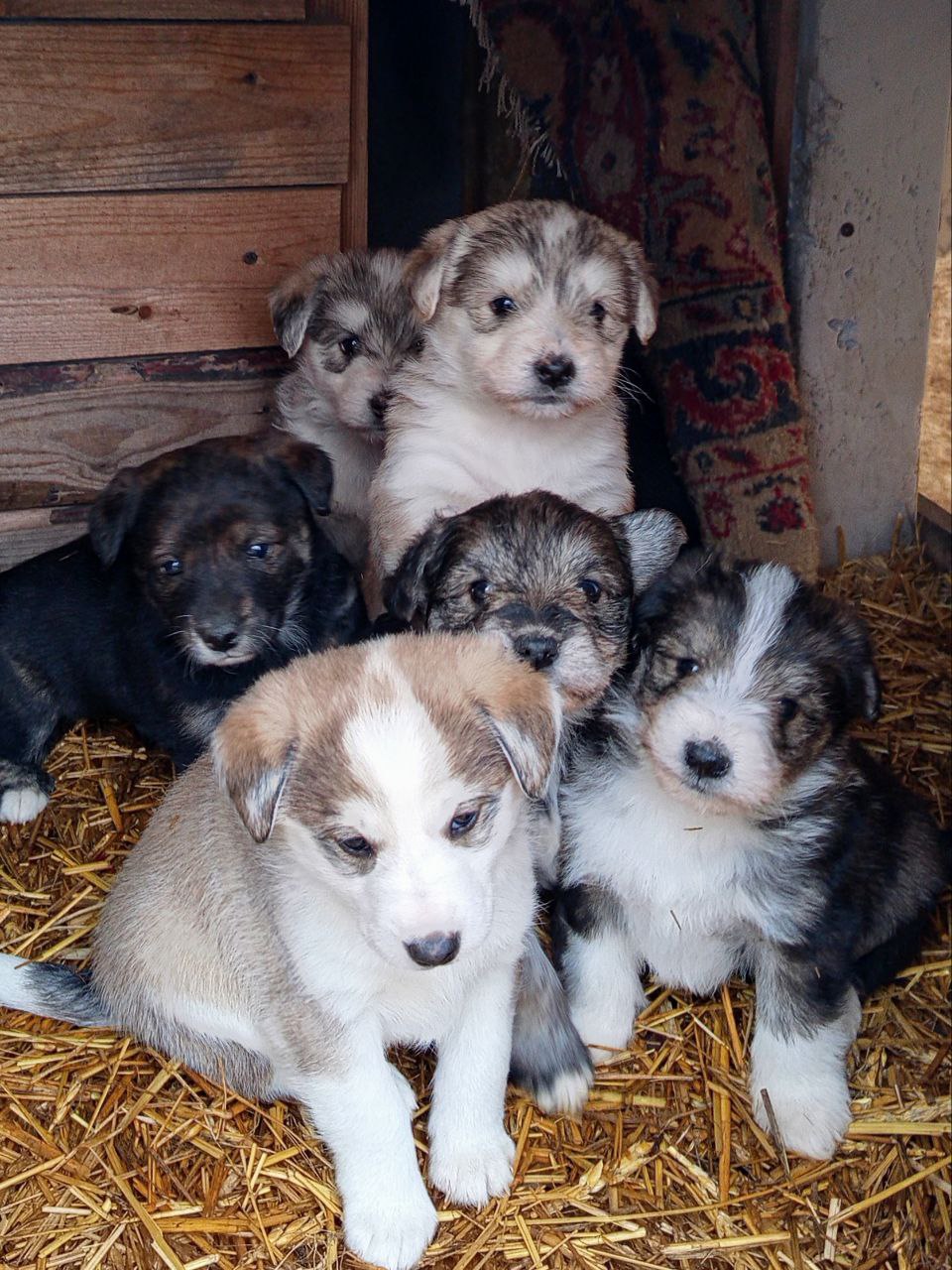 Щенки западно-сибирской лайки - Животные в Тюмень