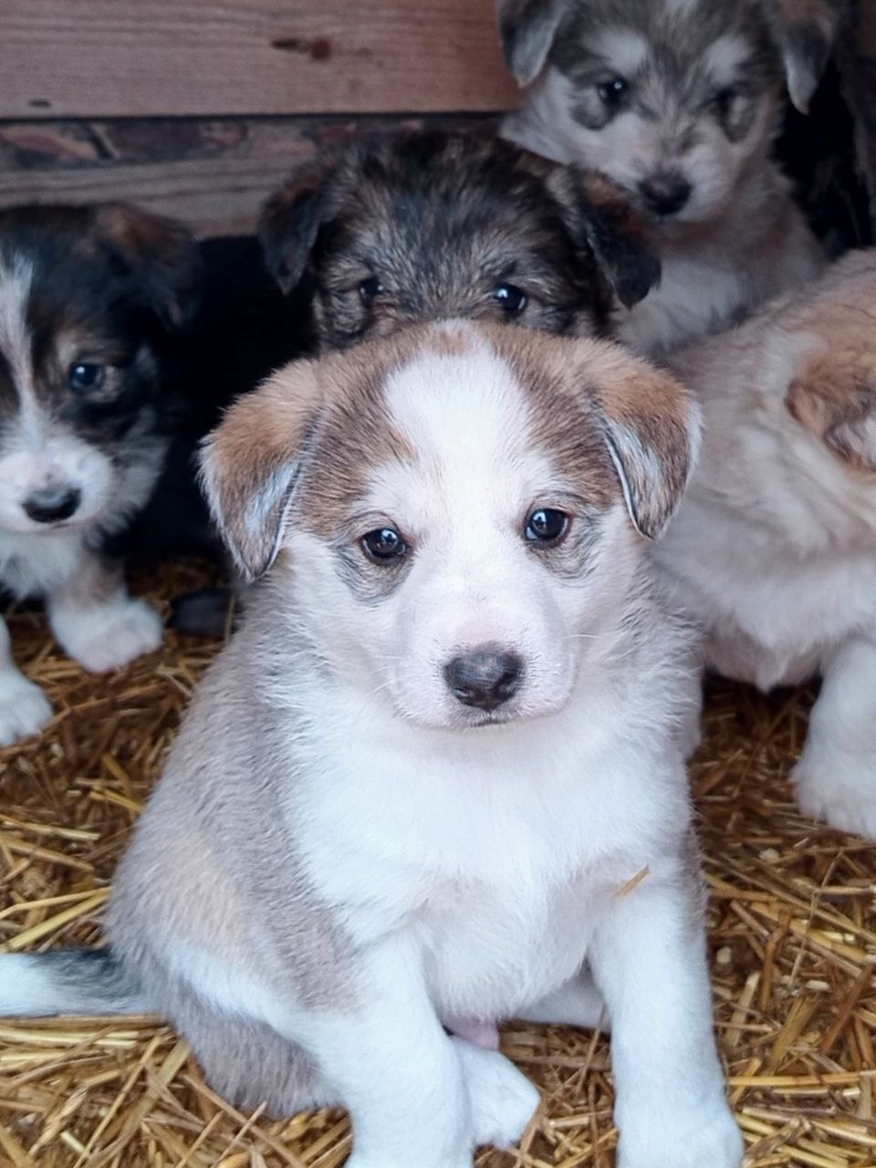 Щенки западно-сибирской лайки - Животные в Тюмень - фото 2