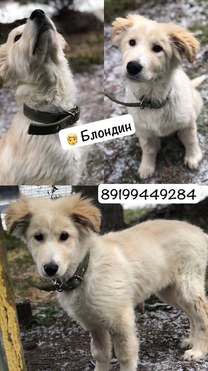 Щенок 4 месяца - Животные в Тюмень