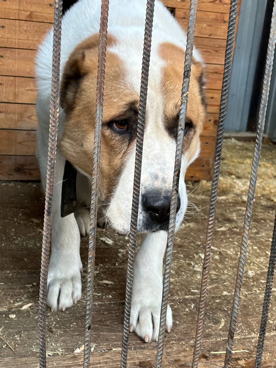 Алабай для семьи - Животные в Тюмень