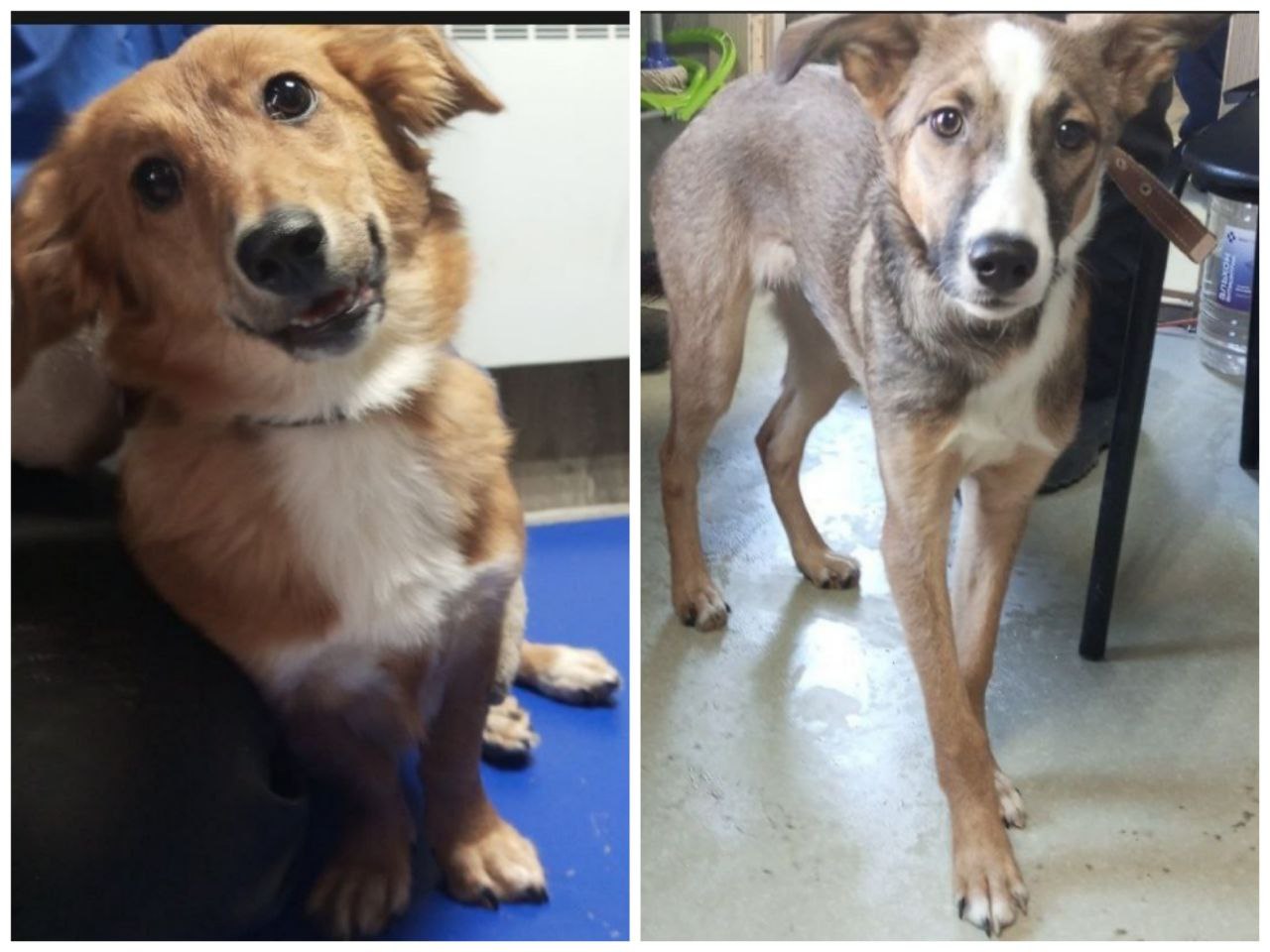 Пристройство двух щенков после предательства - Животные в Тюмень