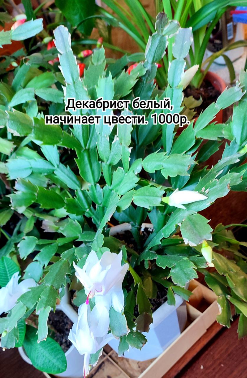 Барахолка Тюмень - Хобби и отдых в Тюмень - фото 2