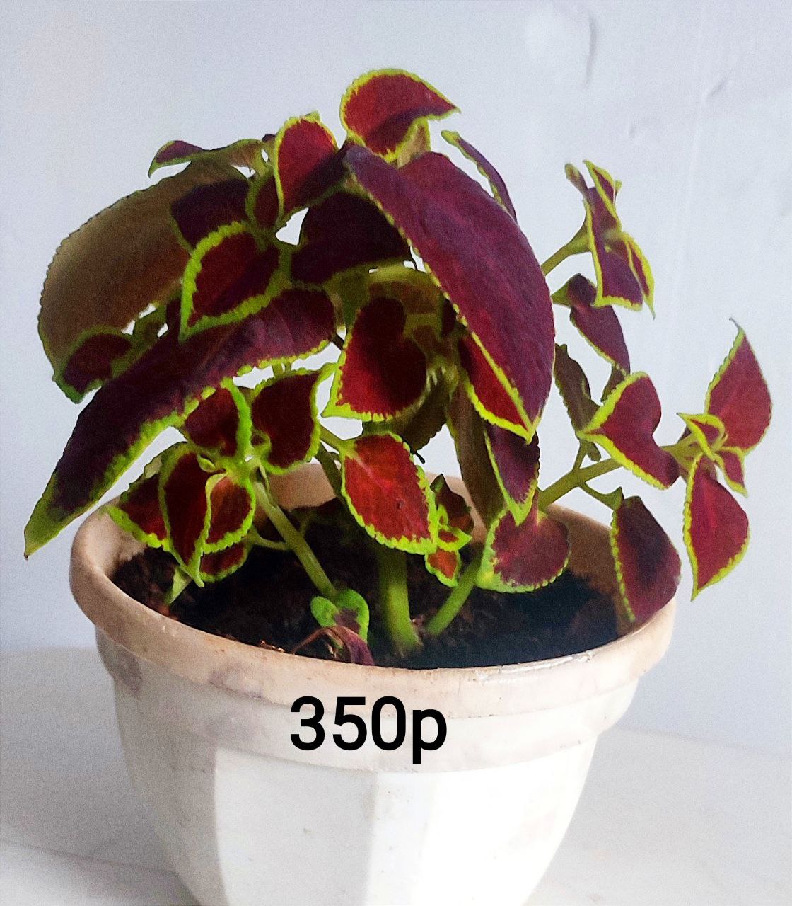 Барахолка Тюмень - Хобби и отдых в Тюмень - фото 3