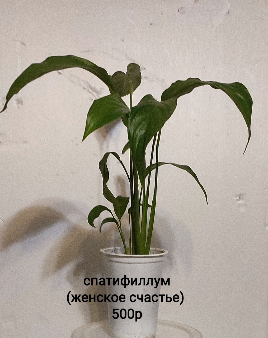 Барахолка Тюмень - Хобби и отдых в Тюмень - фото 5