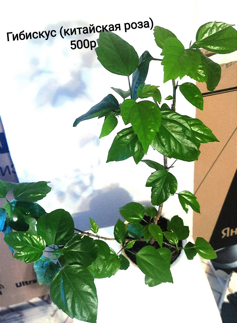 Барахолка Тюмень - Хобби и отдых в Тюмень - фото 6