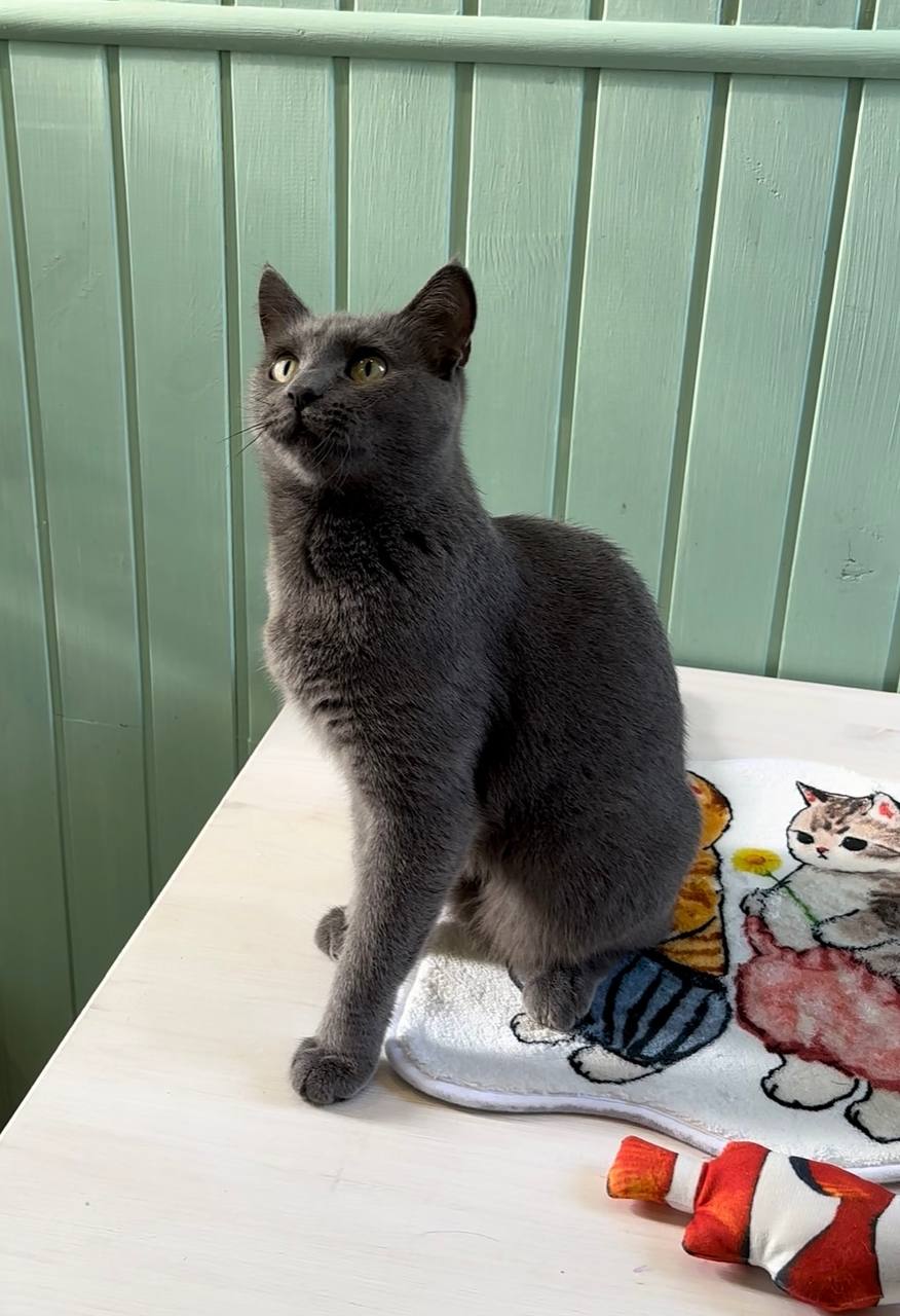 Ласковая молодая кошечка Церцея - Животные в Тюмень