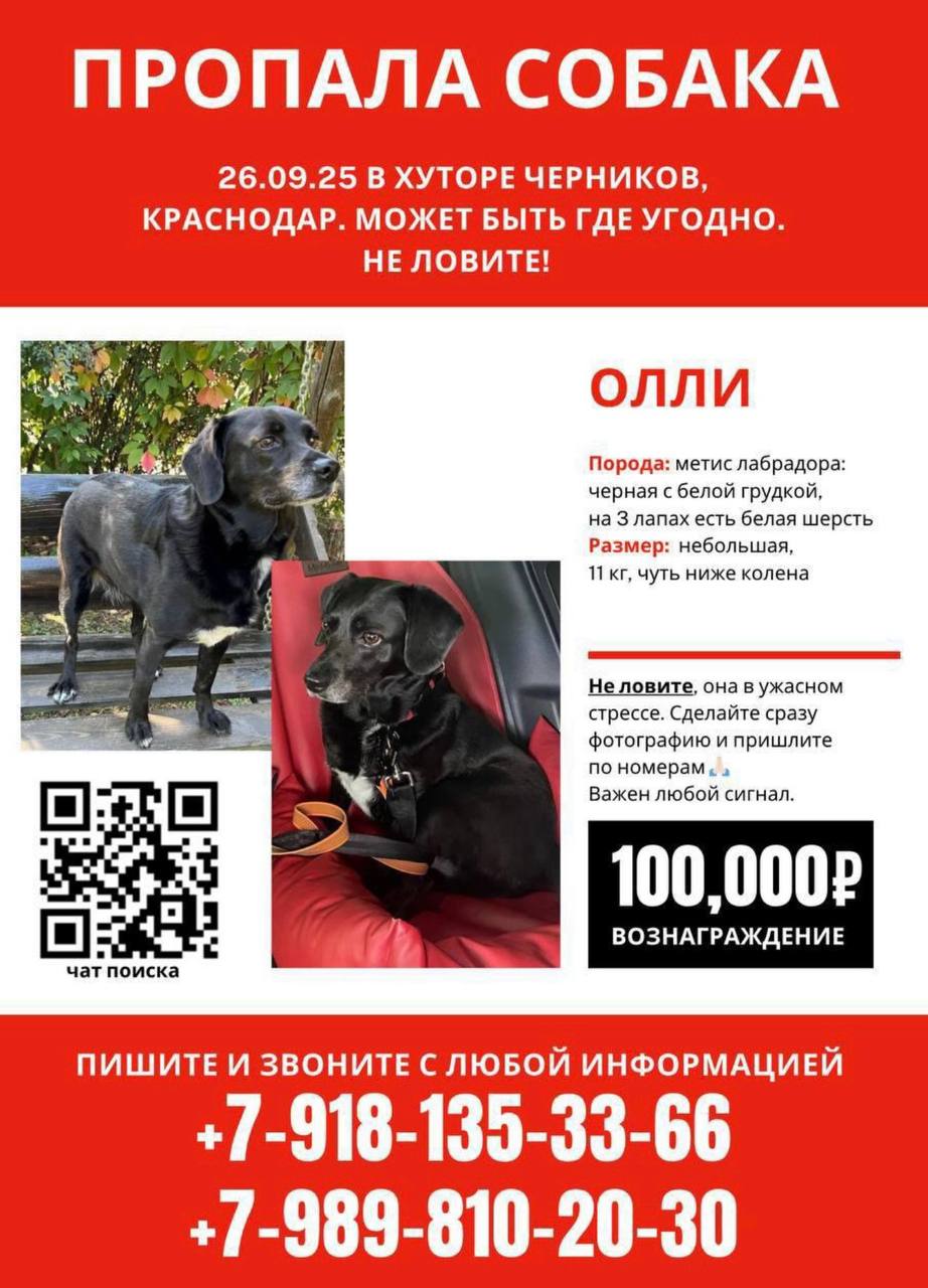 Пропала собака Олли - Животные в Краснодар