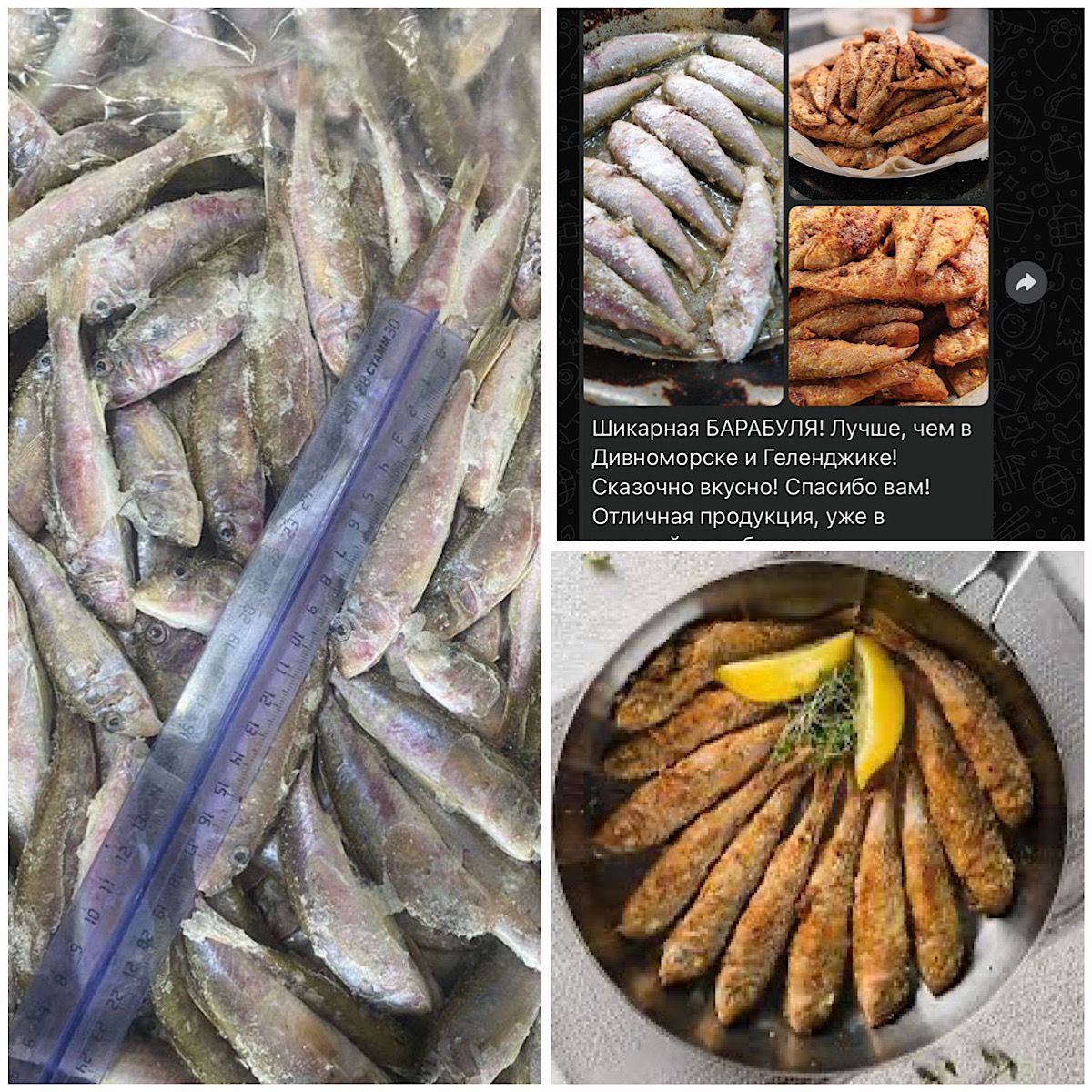 Барабуля черноморская - Хобби и отдых в Краснодар