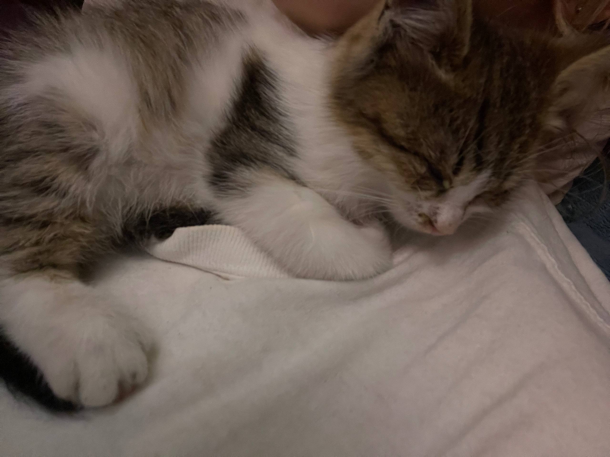 Котика в добрые руки - Животные в Краснодар