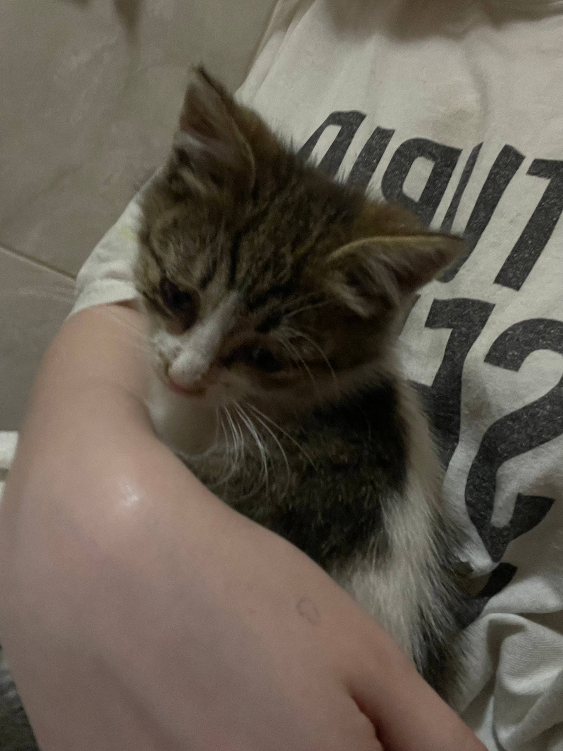 Котика в добрые руки - Животные в Краснодар - фото 2