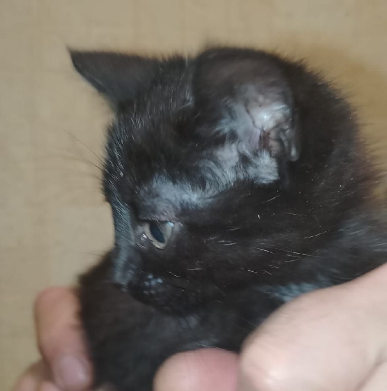 Отдам в добрые руки черного котенка-мальчика - частное объявление в Самара