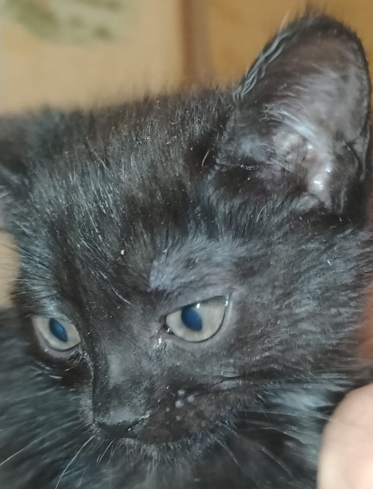 Отдам в добрые руки черного котенка-мальчика - Животные в Самара - фото 2