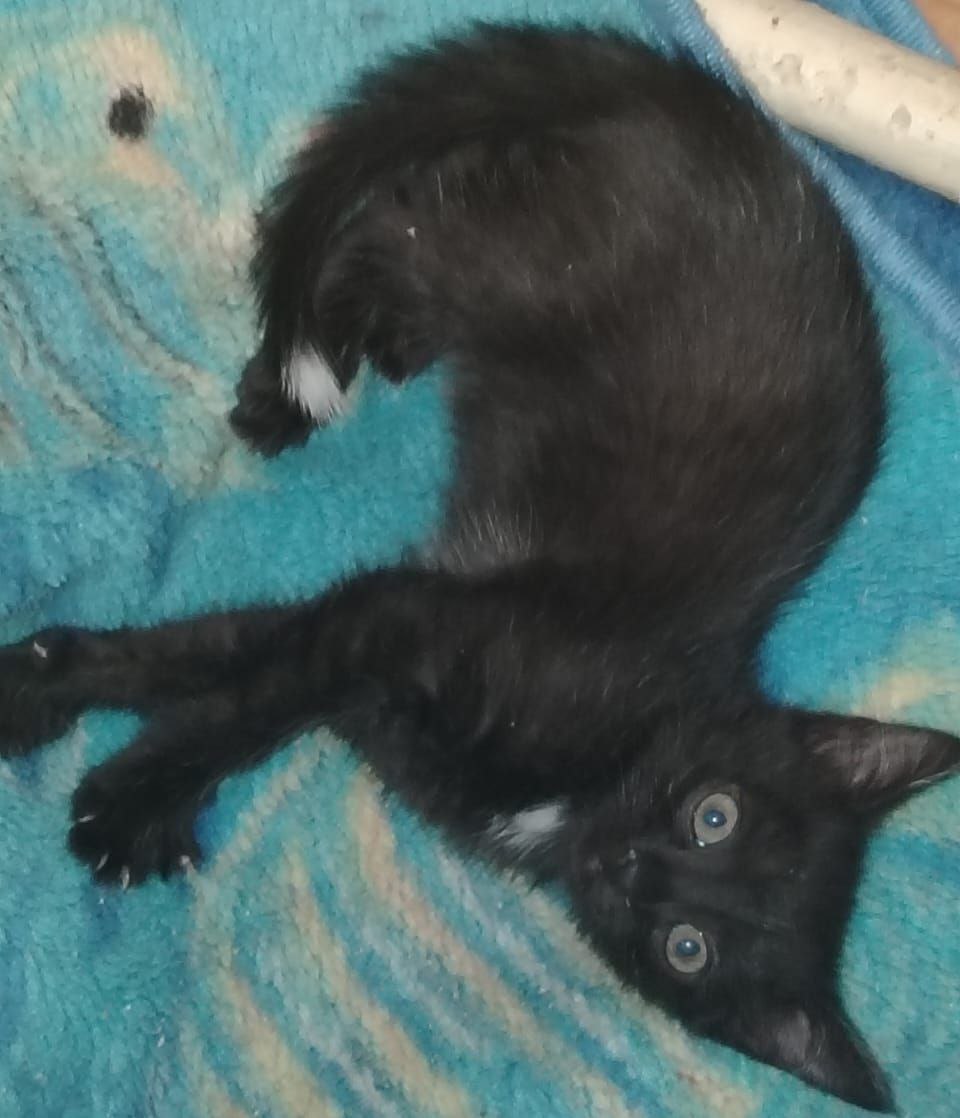 Отдам в добрые руки черного котенка-мальчика - Животные в Самара - фото 3