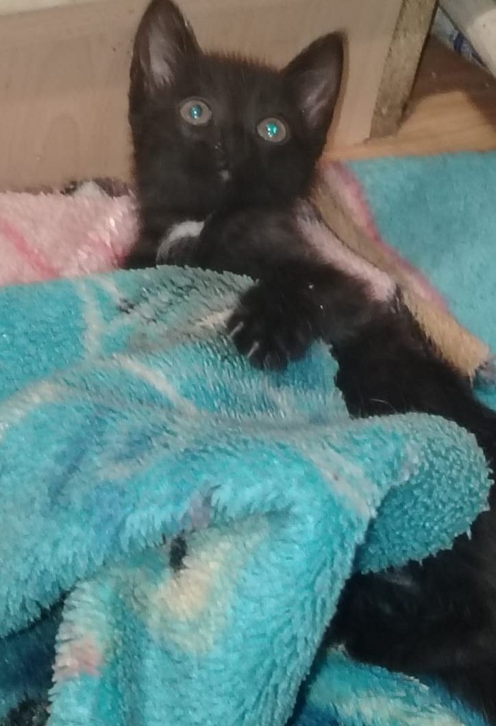 Отдам в добрые руки черного котенка-мальчика - Животные в Самара - фото 4