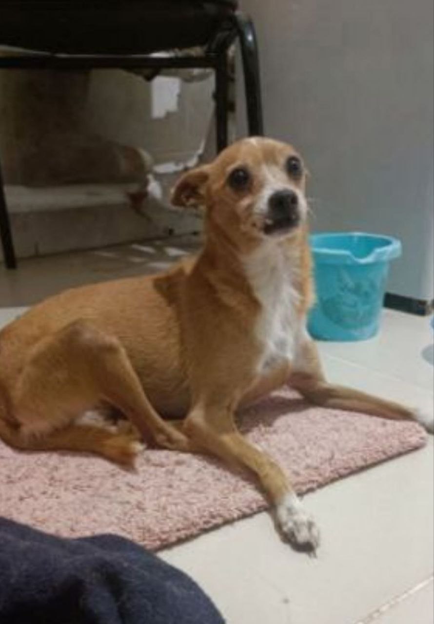 Брошенная собачка Диночка ищет дом - Животные в Самара