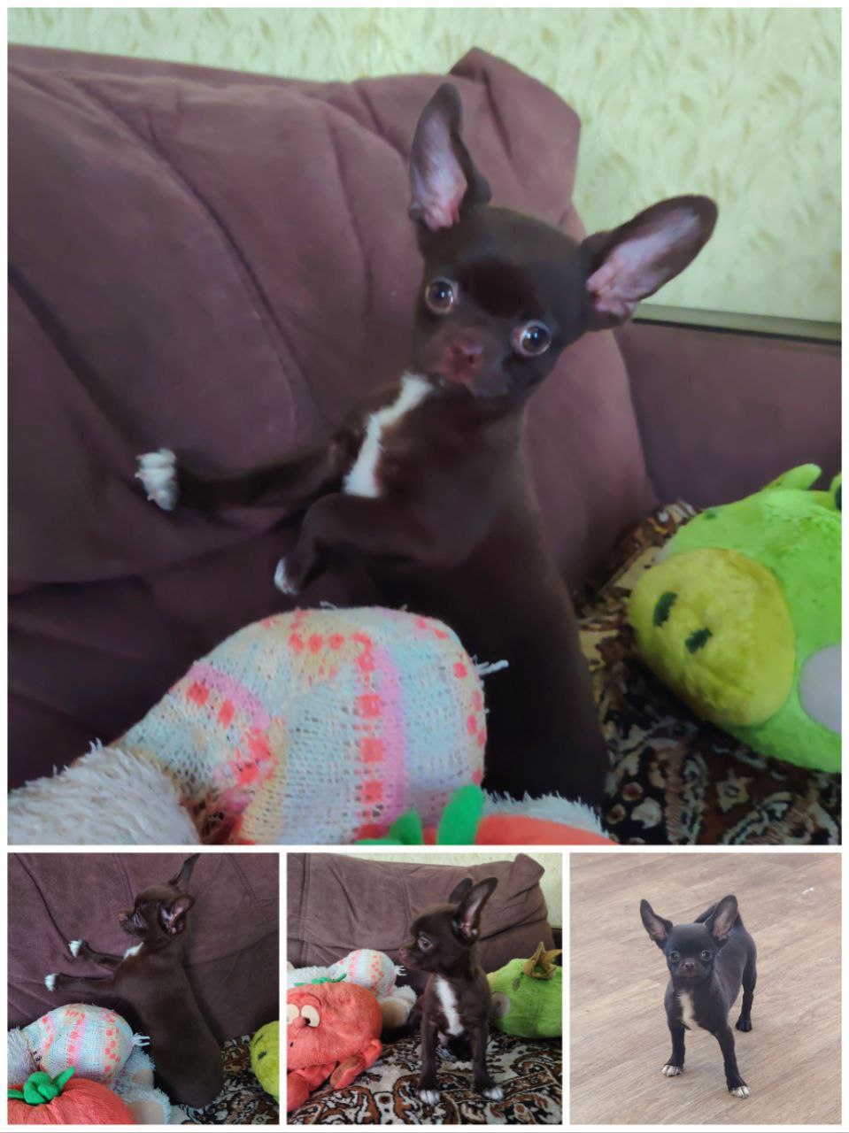 Продам щенка чихуахуа - частное объявление в Самара