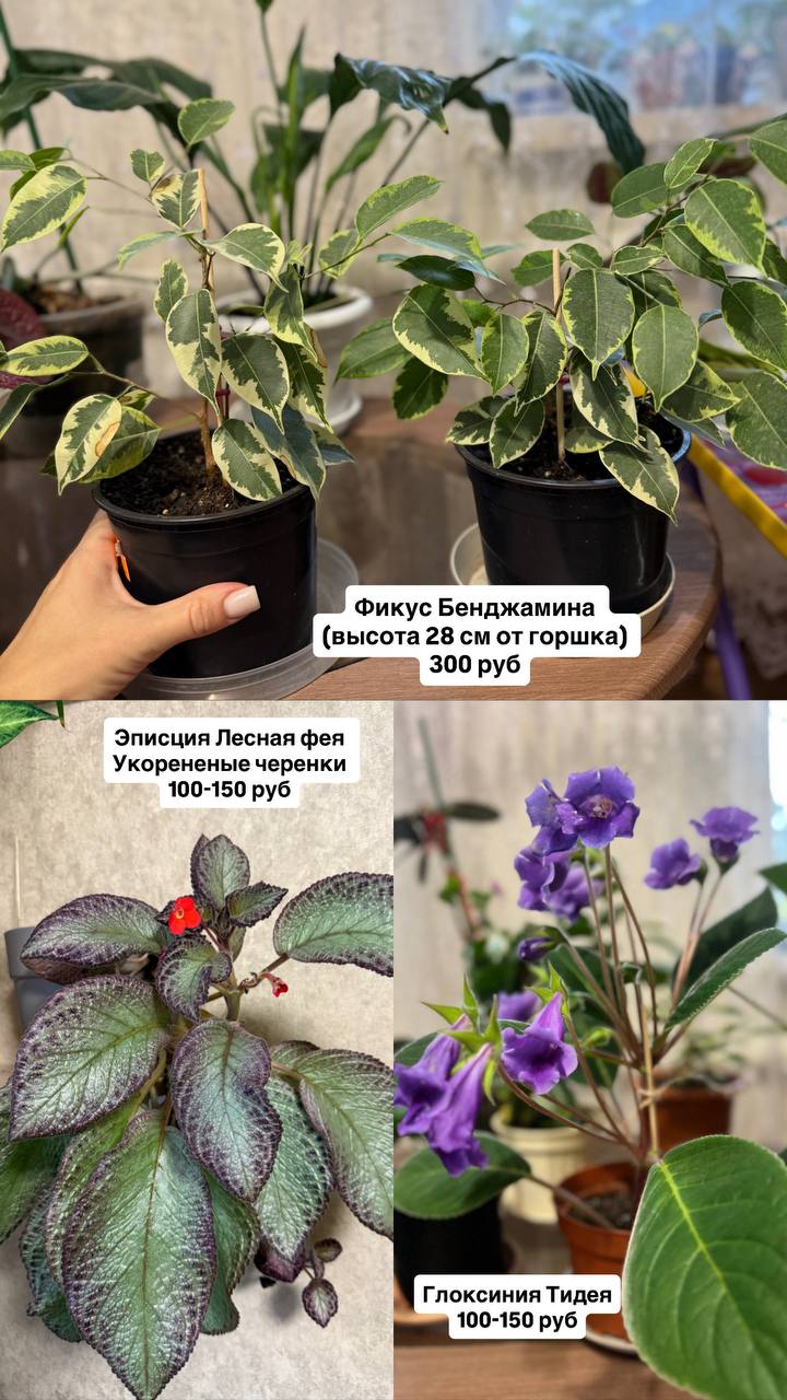 Продажа комнатных растений - Хобби и отдых в Оренбург