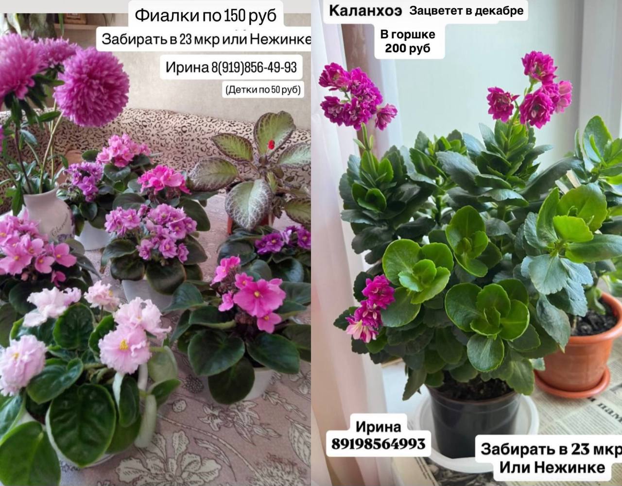 Продажа комнатных растений - Хобби и отдых в Оренбург - фото 2