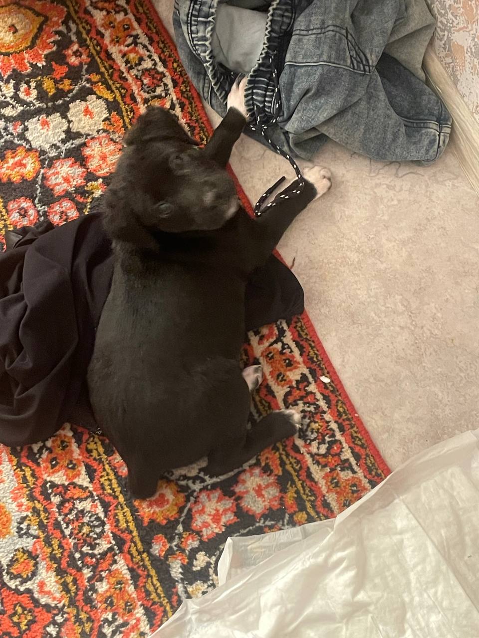 Отдам в добрые руки - Животные в Оренбург