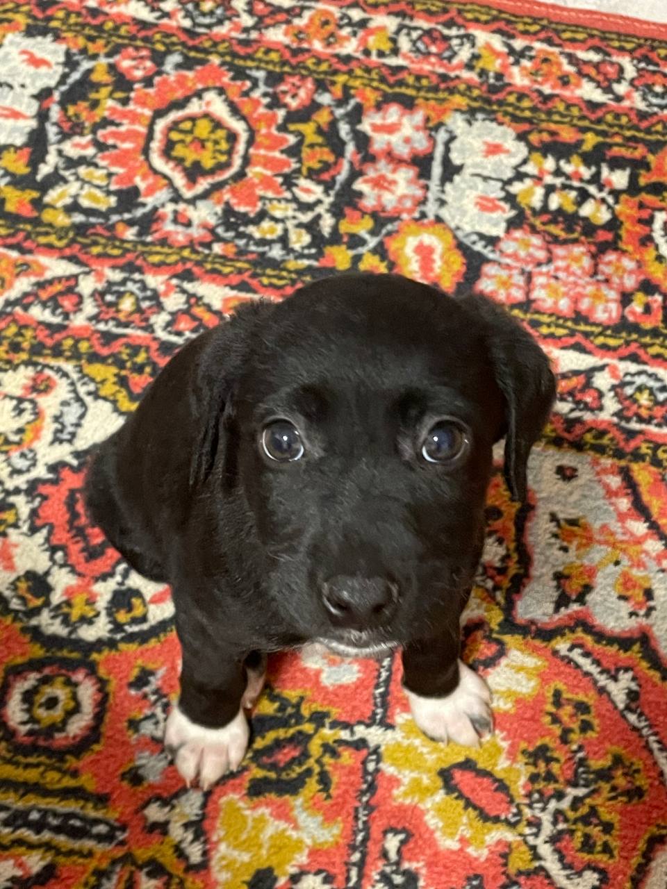 Отдам в добрые руки - Животные в Оренбург - фото 2