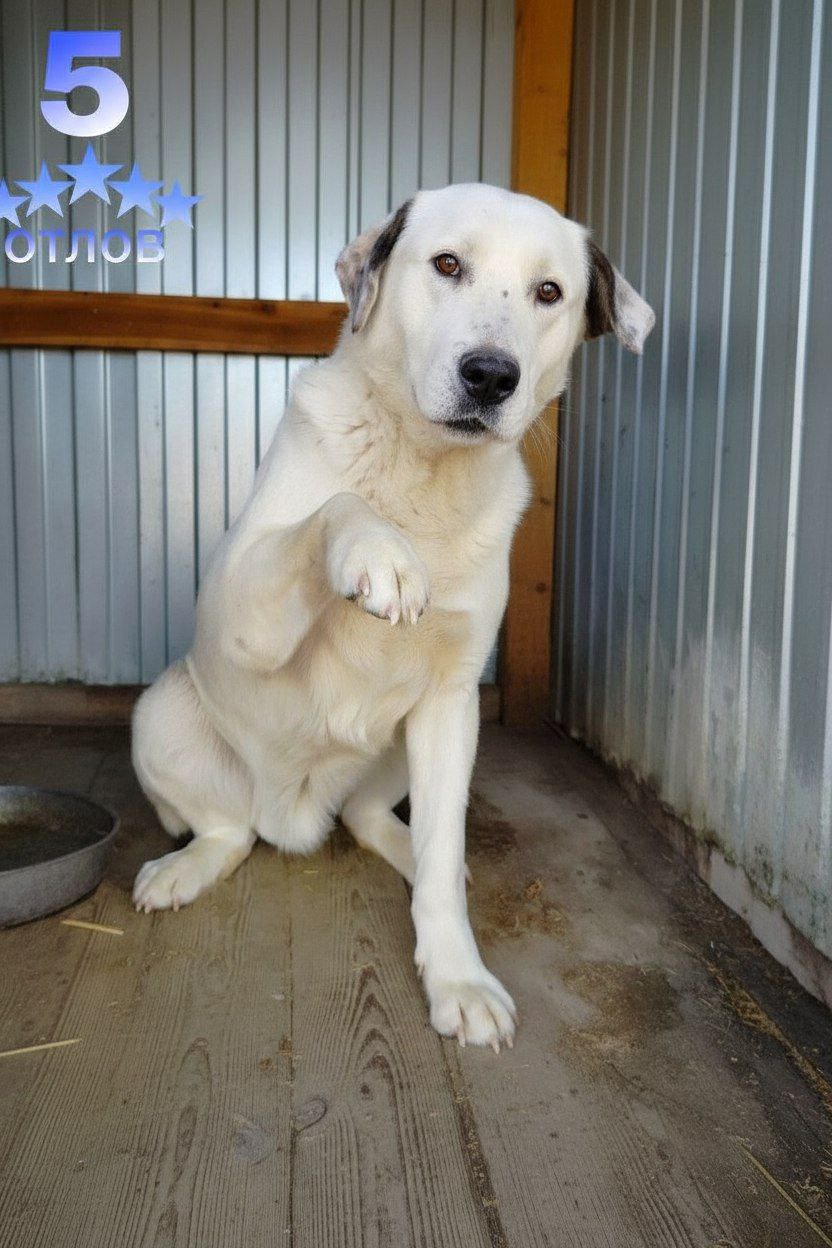 Парень - вольерное содержание - Животные в Нижний Новгород