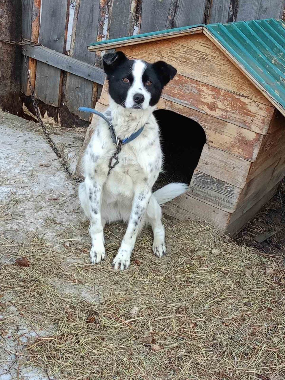 Поиск дома для собаки Белки - Животные в Нижний Новгород