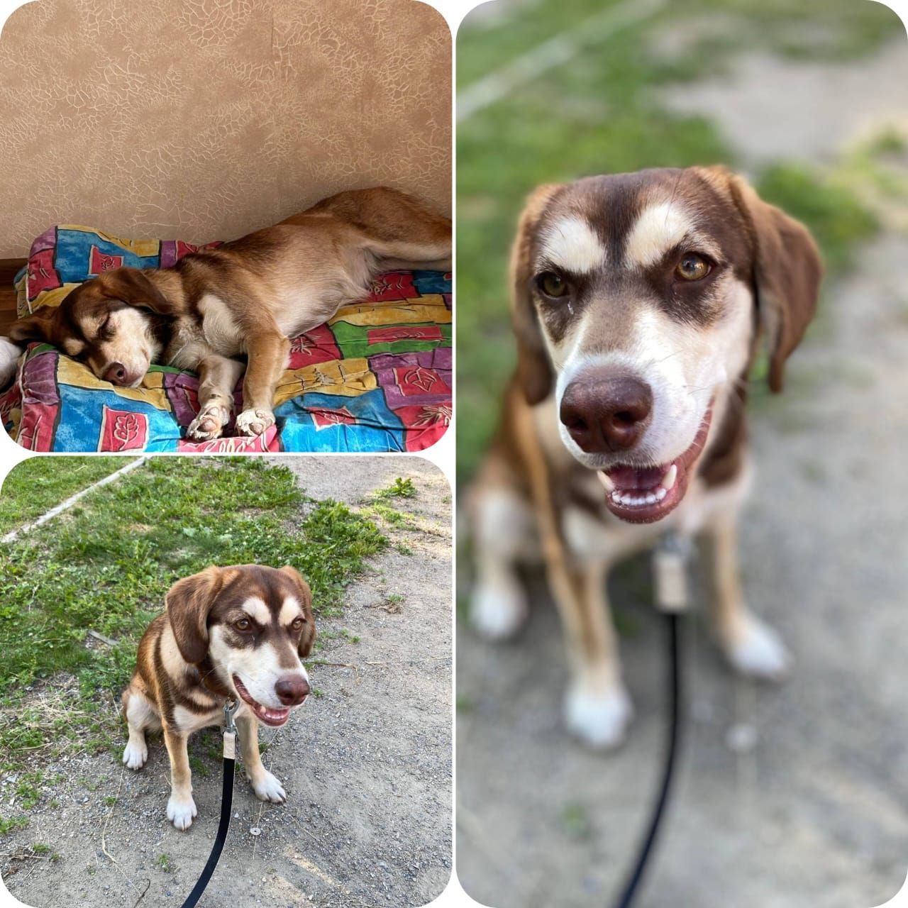 Собачка Альфа ищет семью - частное объявление в Иркутск