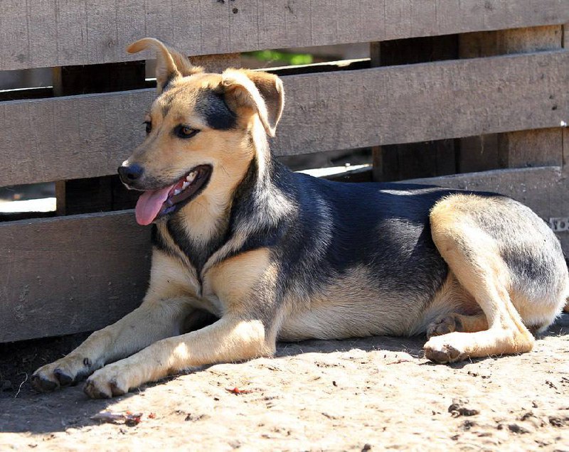 Анже 8 месяцев - ищет дом - Животные в Иркутск