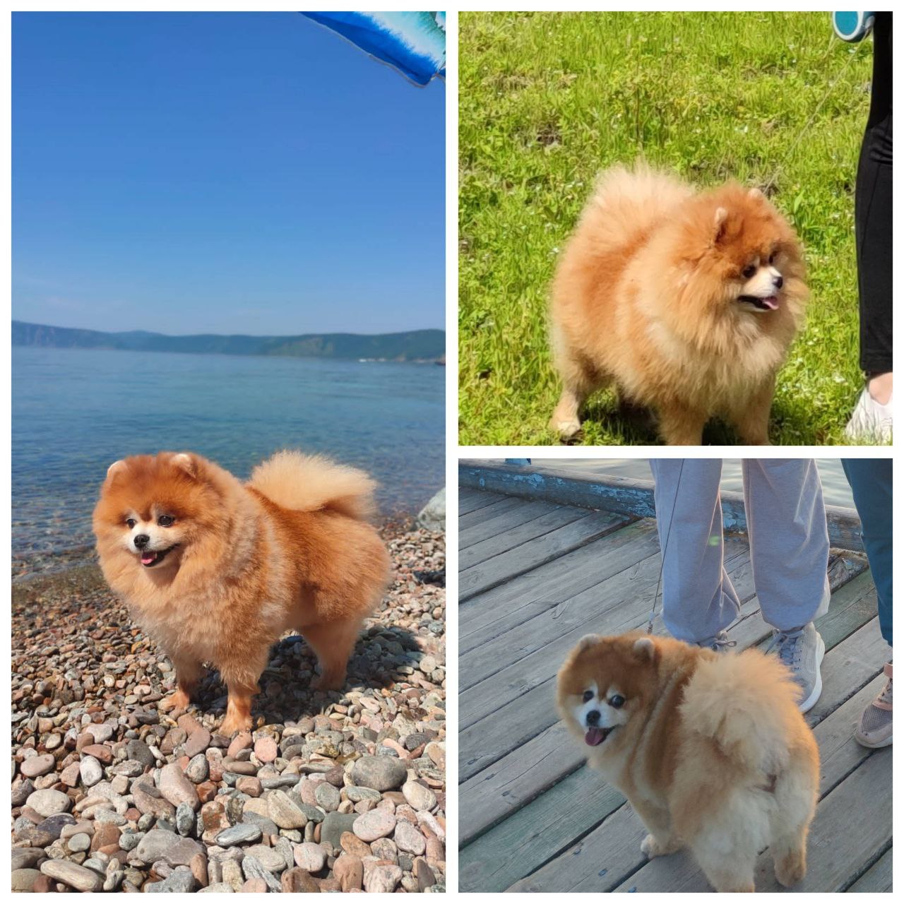 Пропал шпиц в с.Олха - Животные в Иркутск