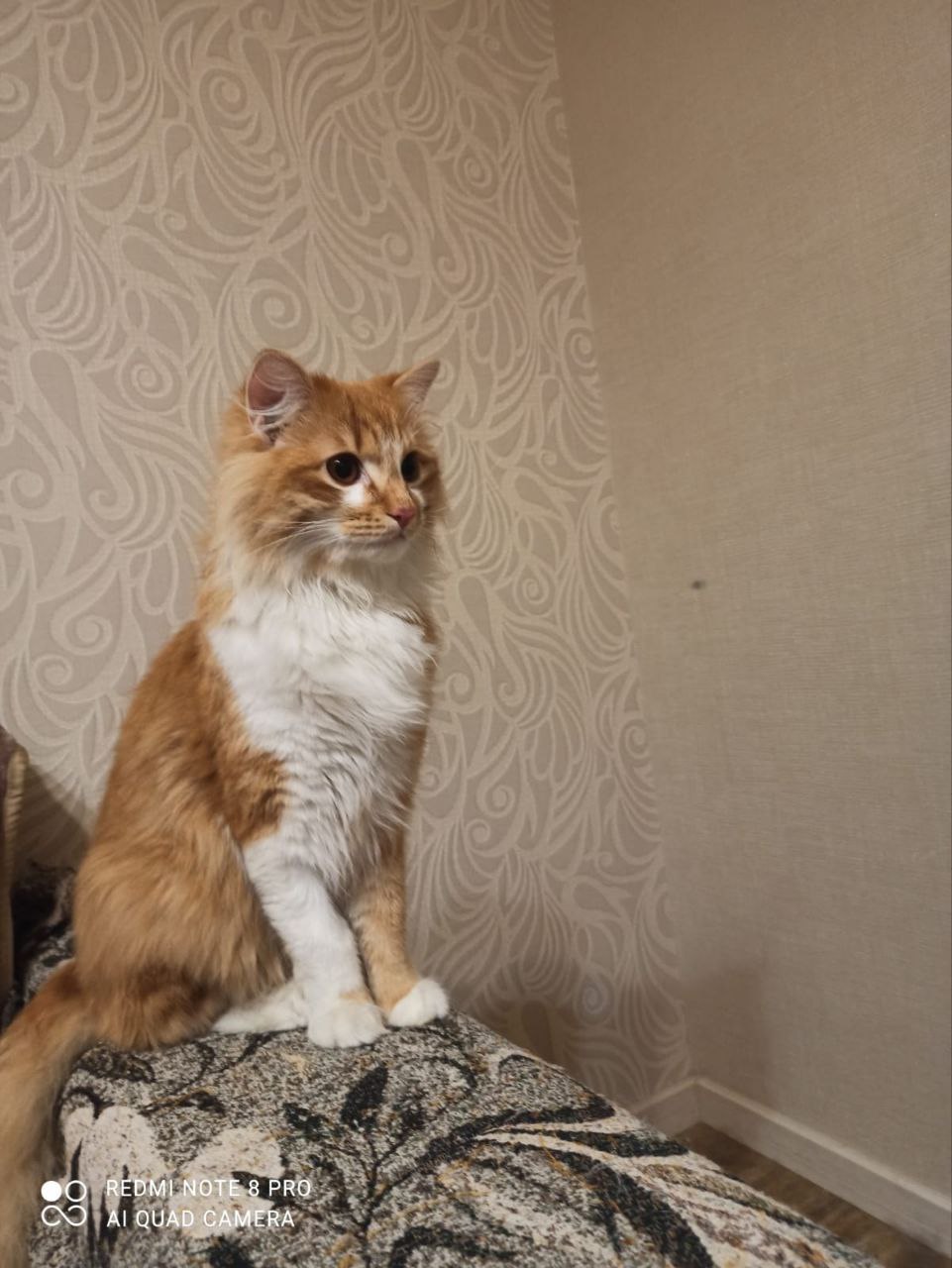 Пристраивается шикарный кот - Животные в Иркутск