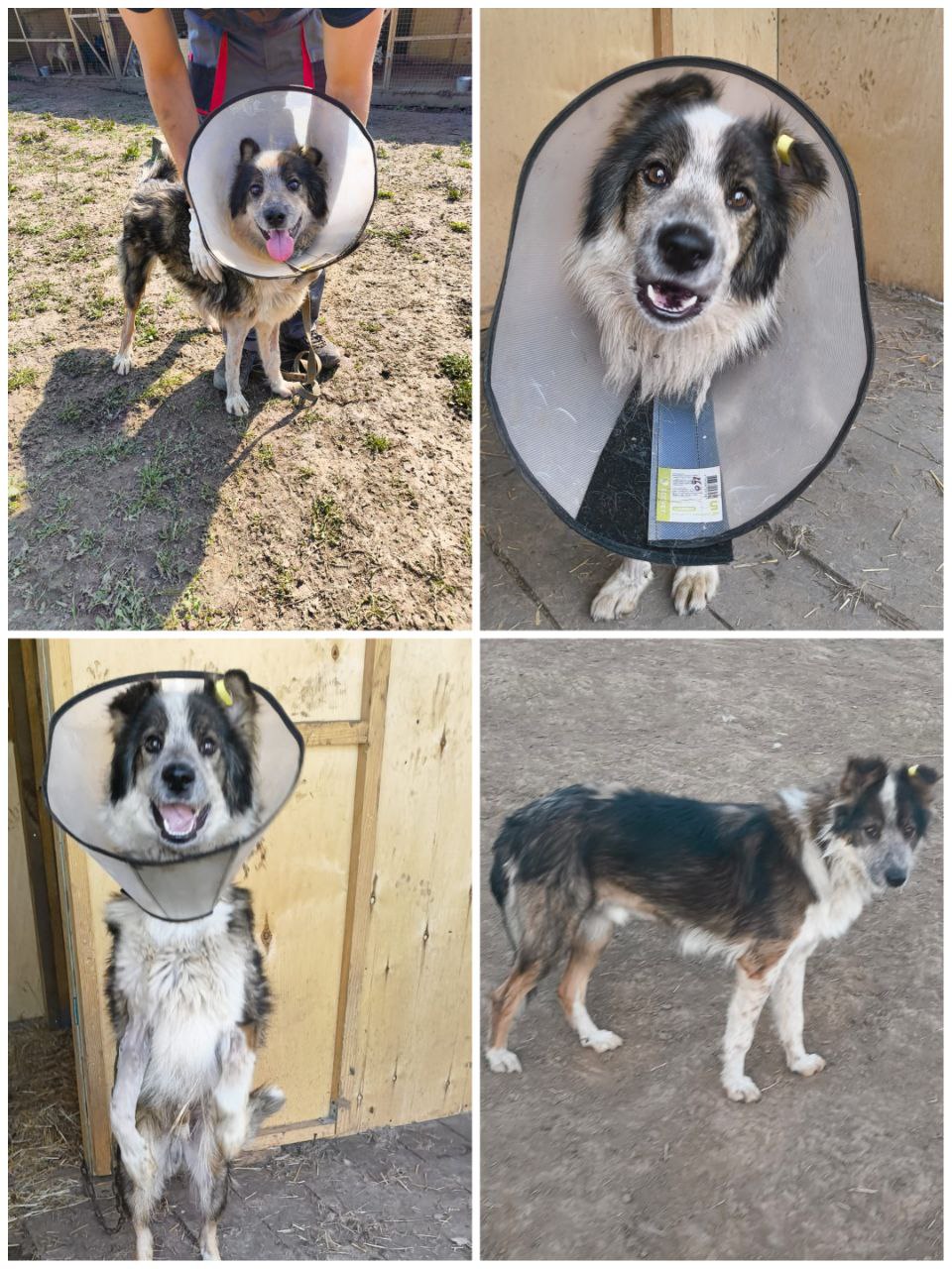 Тай ищет семью - Животные в Иркутск