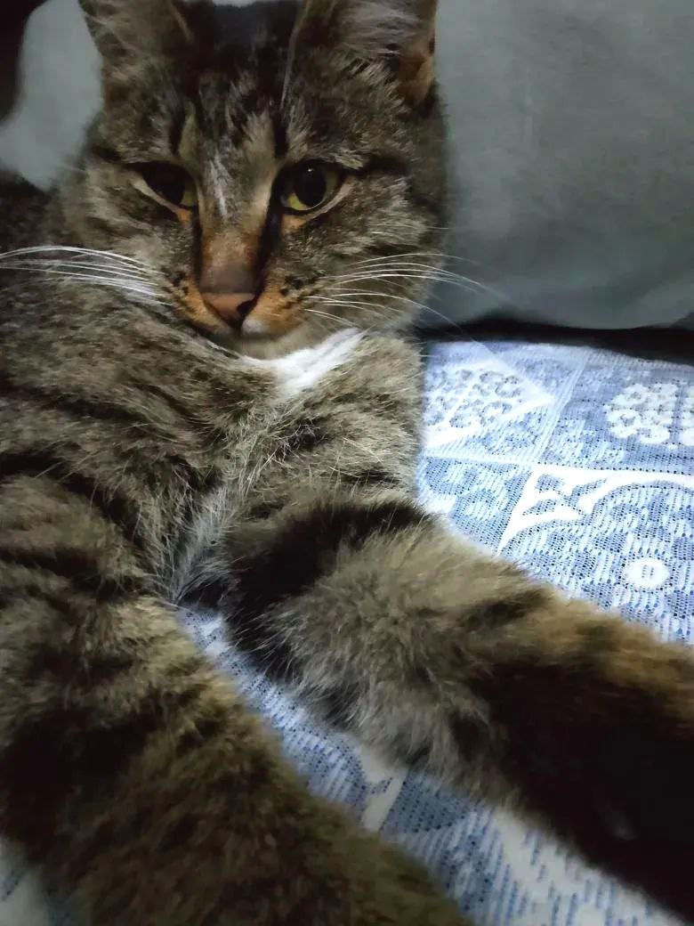 Котик мечтает о доме - Животные в Иркутск