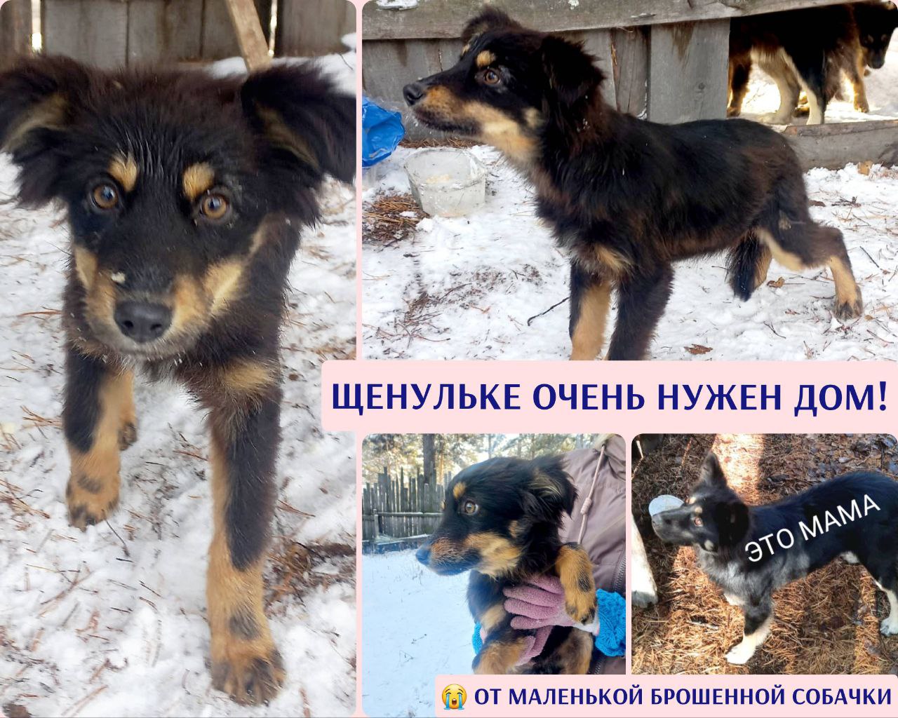 Щенок-девочка ищет дом и ответственных хозяев - Животные в Иркутск