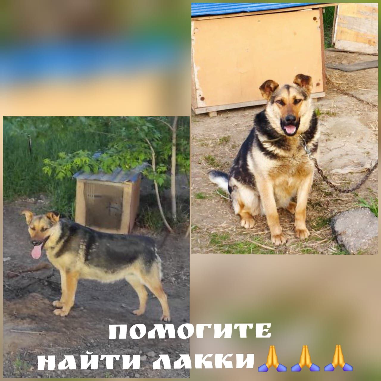 Пропала собака Лакки - Животные в Иркутск