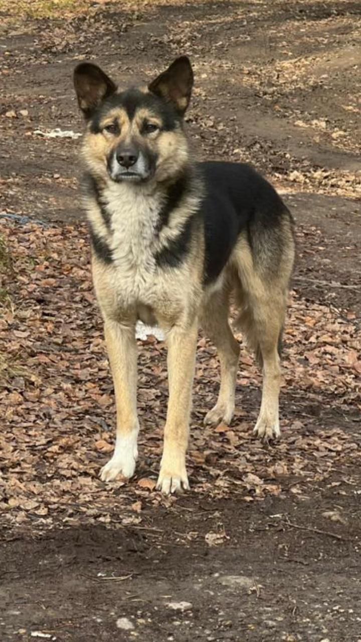 Поиск собаки Хатико на Александровском тракте - Животные в Иркутск