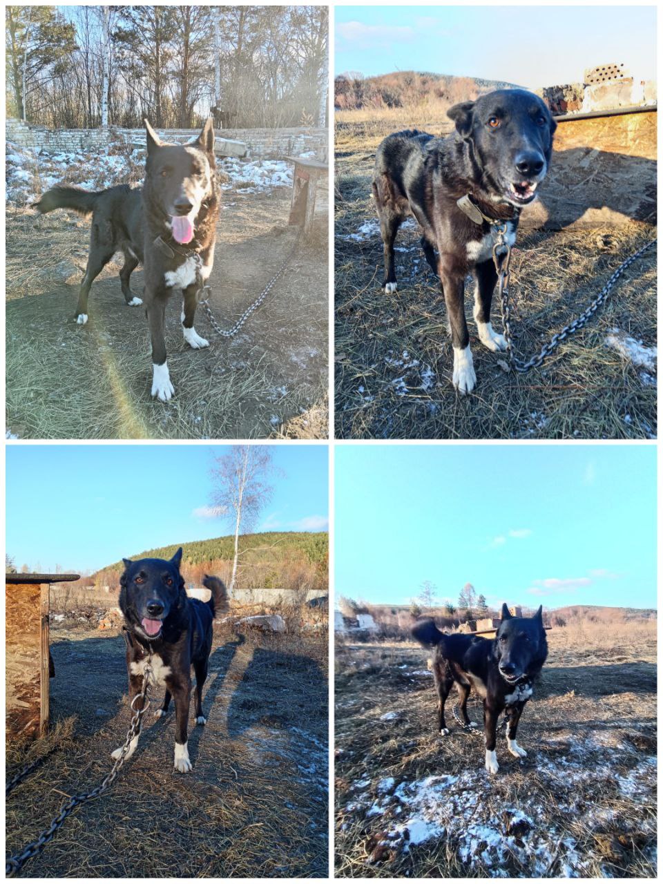 Ищу семью для пса Кузи - Животные в Иркутск