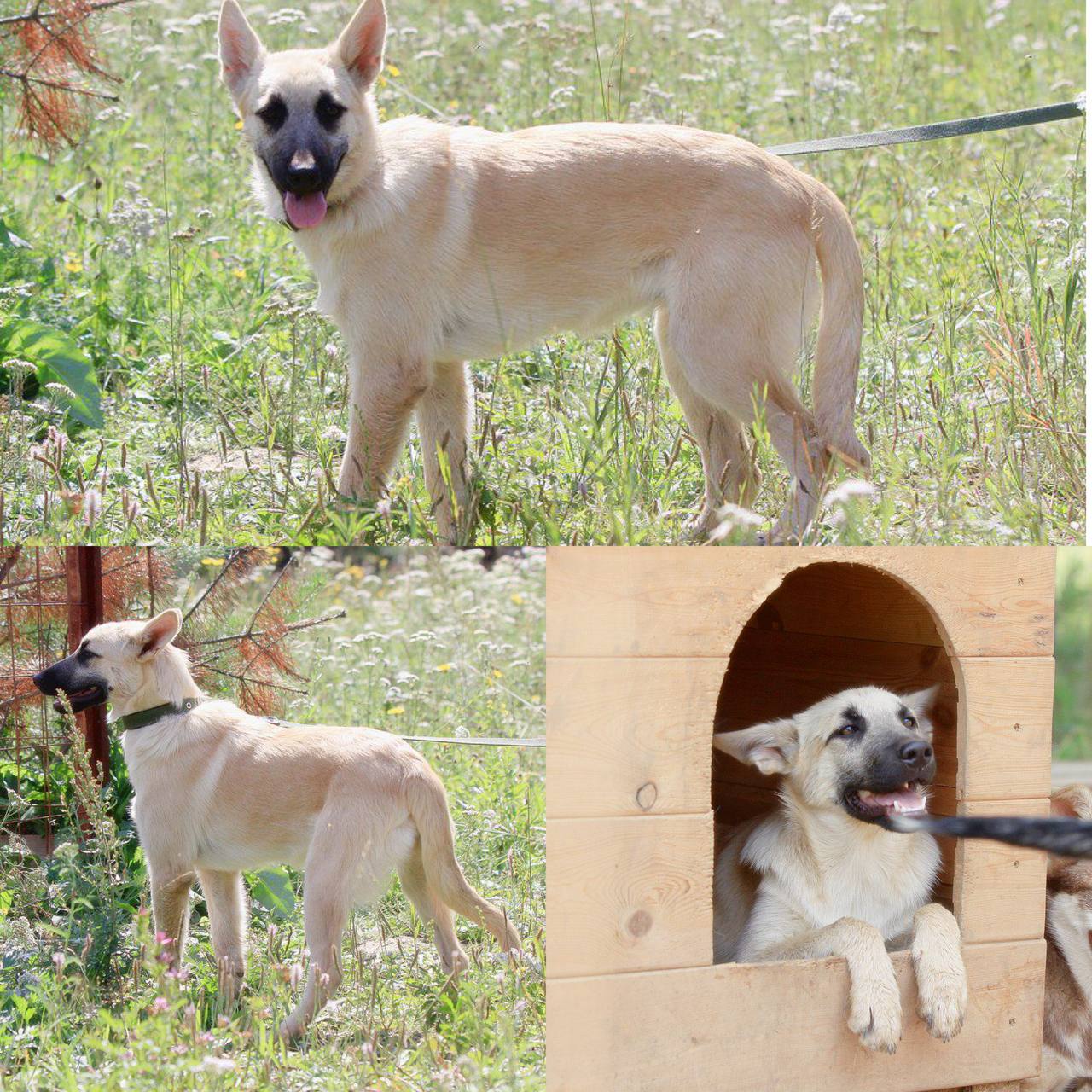 Ищет дом девочка с красивым окрасом - Животные в Иркутск