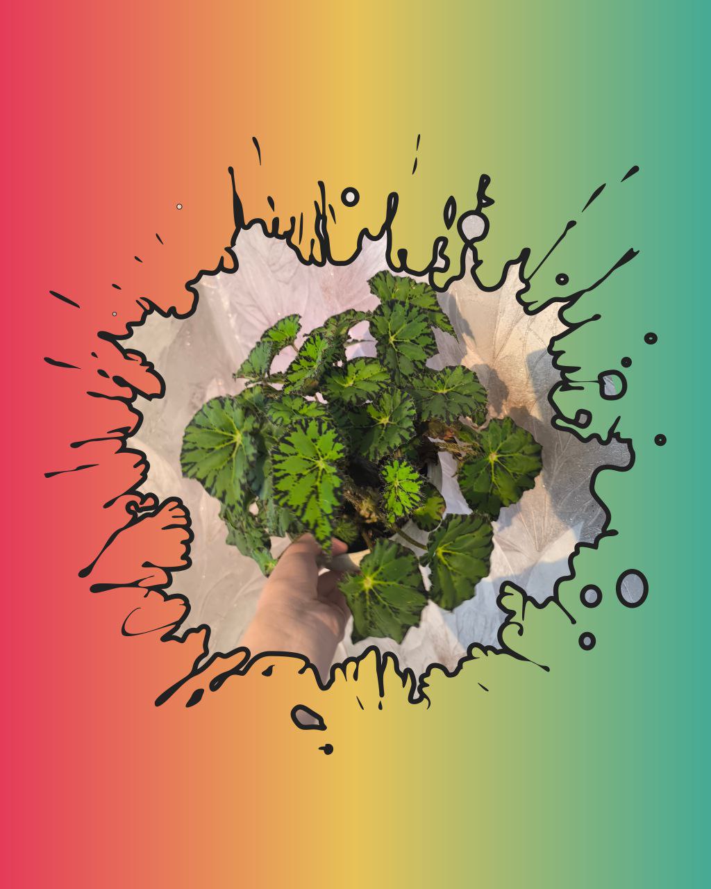 Бегония «Тигровая» - украшение вашего дома - Для дома и дачи в Иркутск