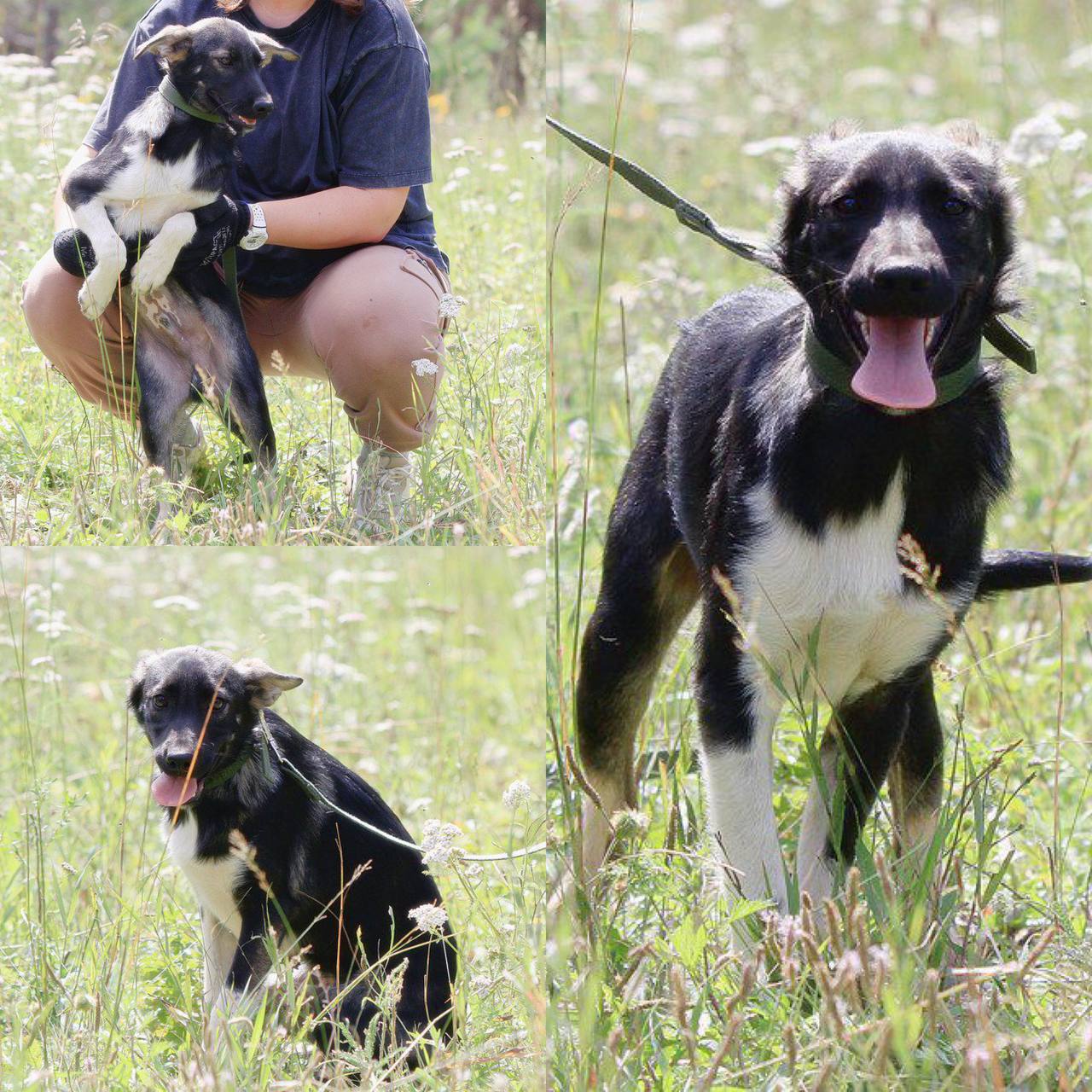 Дени ищет дом - Животные в Иркутск