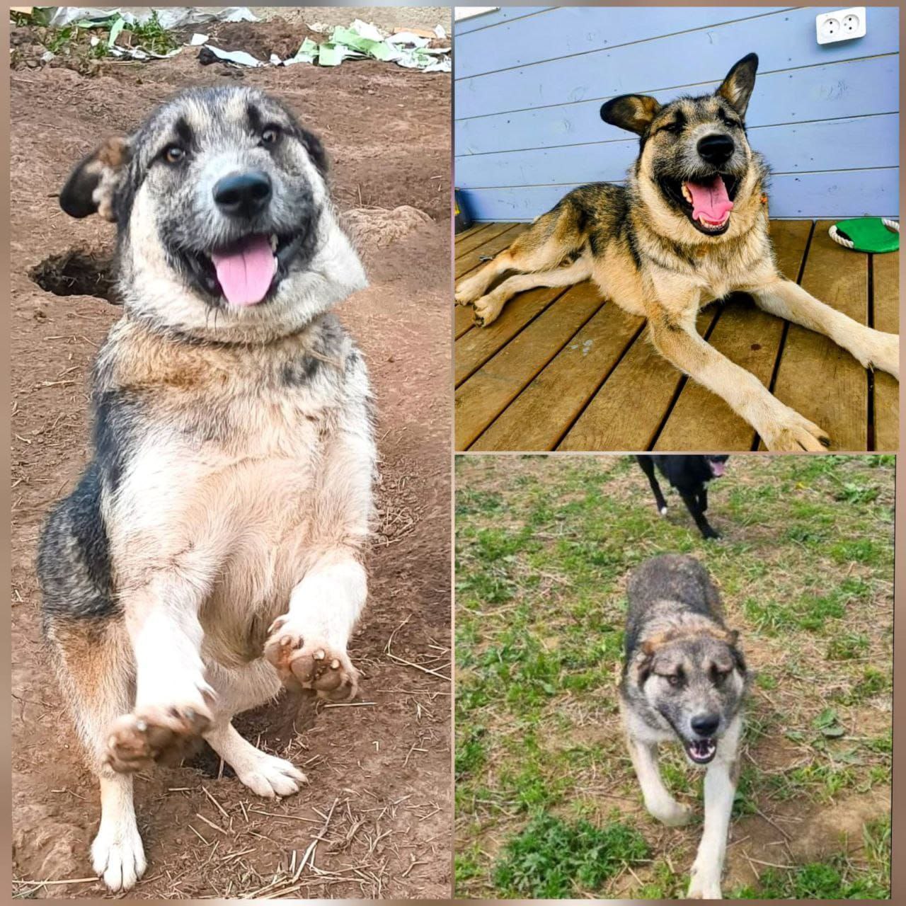 Замечательный пёсик Вольф ищет дом - Животные в Иркутск