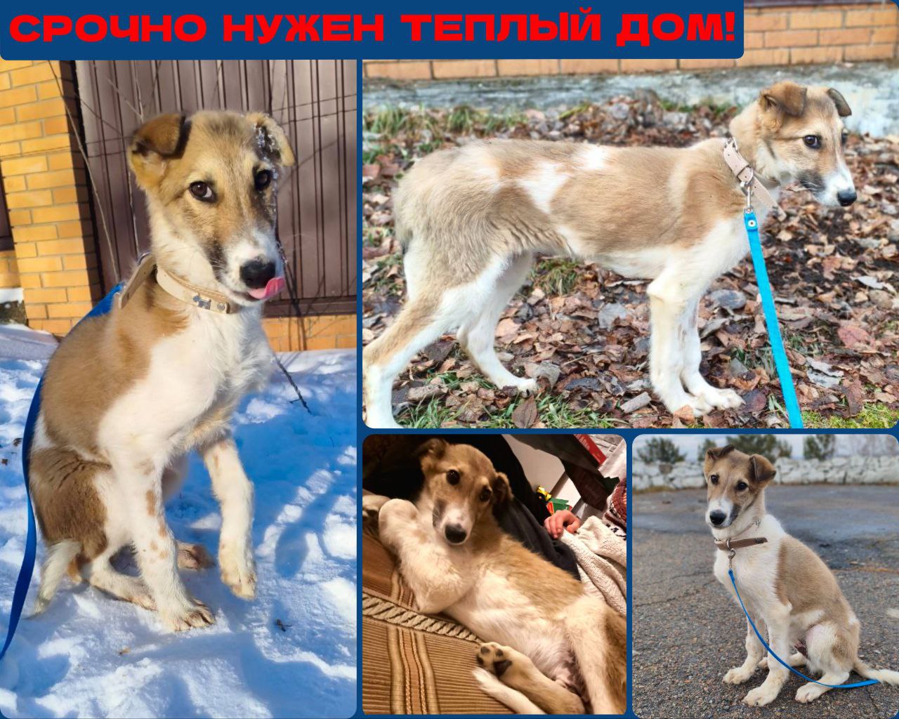 Срочно нужен теплый дом для щенка Джерри - частное объявление в Иркутск