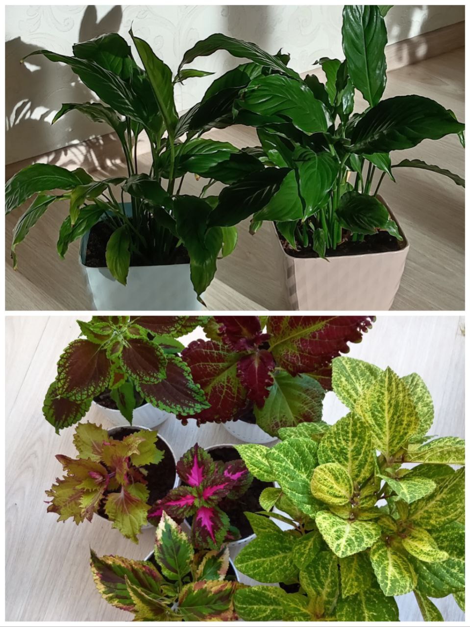 Продам спатифиллум и колеусы - частное объявление в Чита