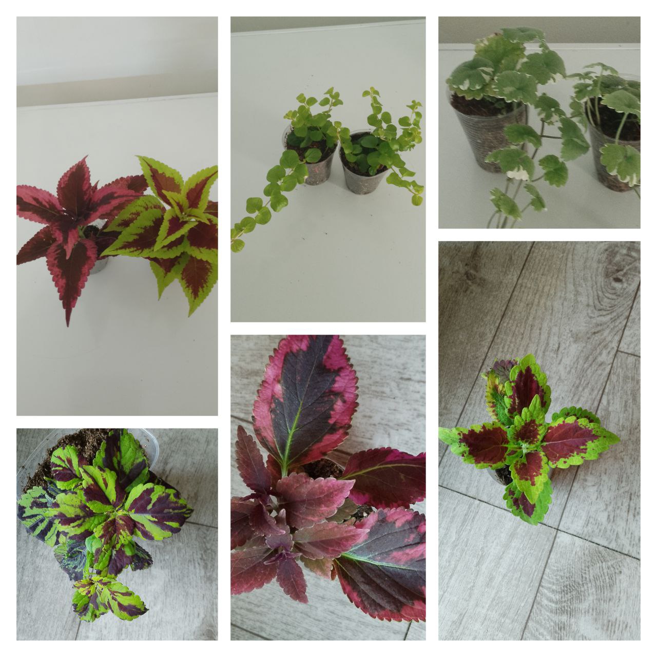 Продам молоденькие колеусы, вербейник, будра вариегатная - Хобби и отдых в Чита