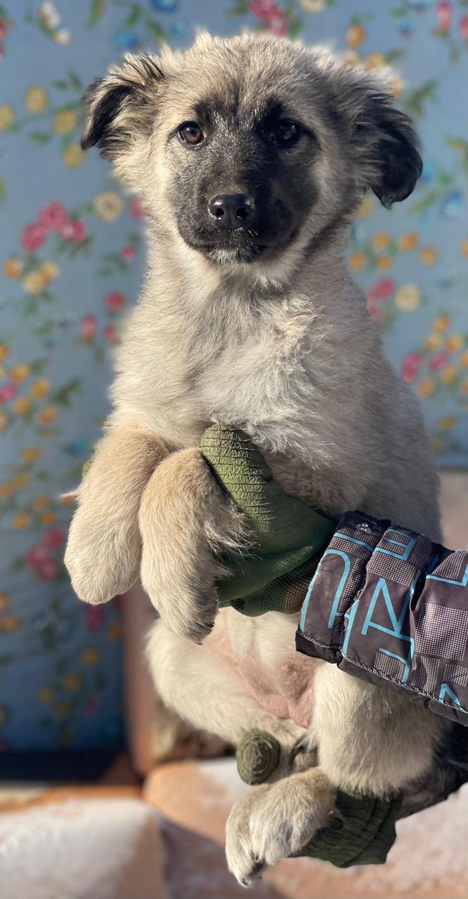 Крупные щенки девочки для охраны территории - Животные в Чита